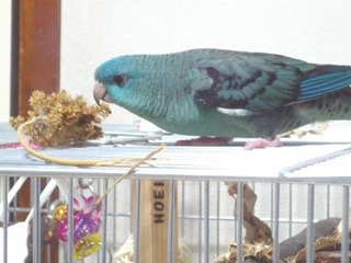 suihei.jpg