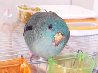 bento.jpg