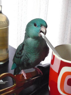 cofee.jpg