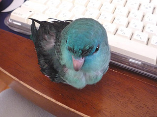 piyoyo.jpg