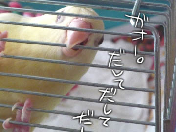 pokkechan.jpg