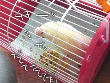 puchan2.jpg