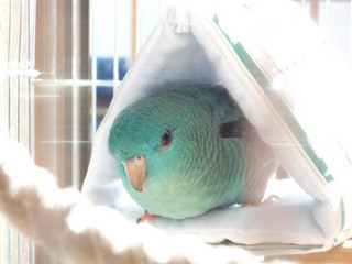 tent2.jpg