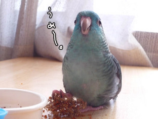ume.jpg