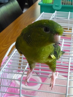 yomogi2.jpg
