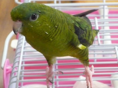 yomogi3.jpg